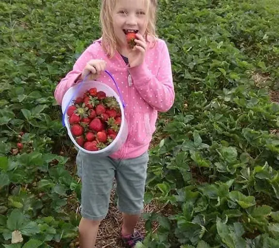 Photo of Strawberry Picking at Casey’s Berries New Richmond, Wisconsin