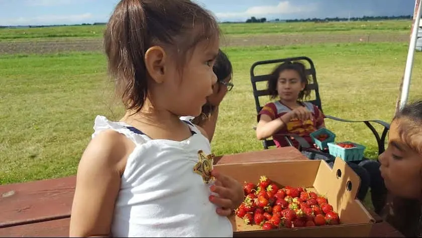 representative photo for Strawberry Picking Farms in New Richmond, Wisconsin