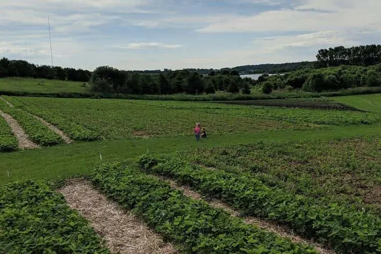 representative photo for Strawberry Picking Farms in Rochester, Minnesota
