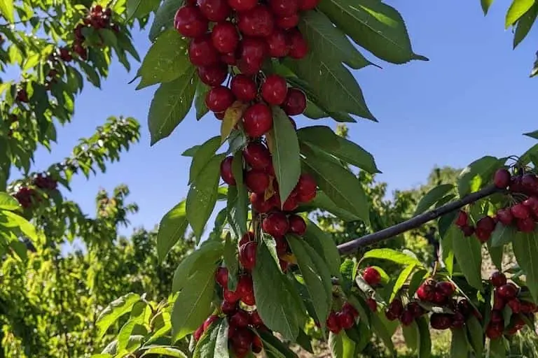 Photo of Strawberry Picking at Gilroy U-Pick Gilroy, California