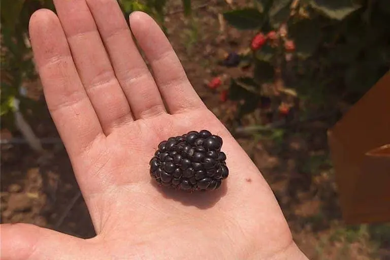 Photo of Strawberry Picking at Gilroy U-Pick Gilroy, California - 3