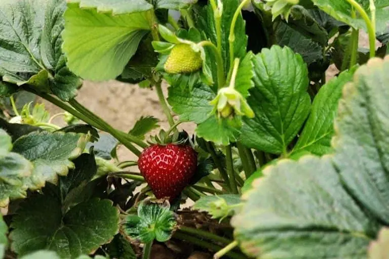 Photo of Strawberry Picking at Gizdich Ranch Watsonville, California - 3