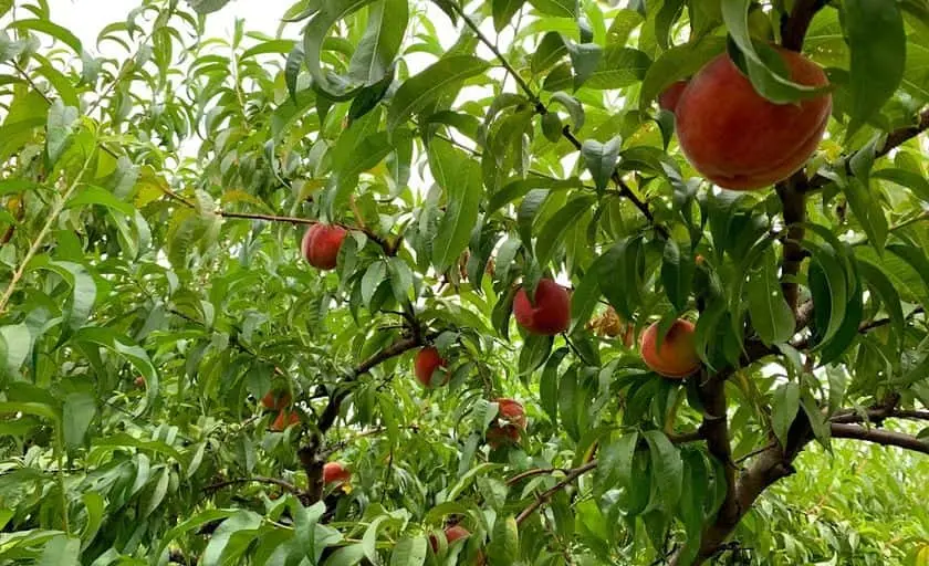 Photo of Strawberry Picking at Lohr’s Orchard Churchville, Maryland - 3