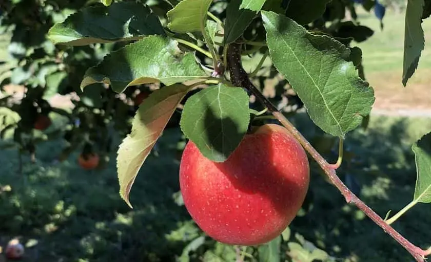 Photo of Strawberry Picking at Shaw Orchards White Hall, Maryland