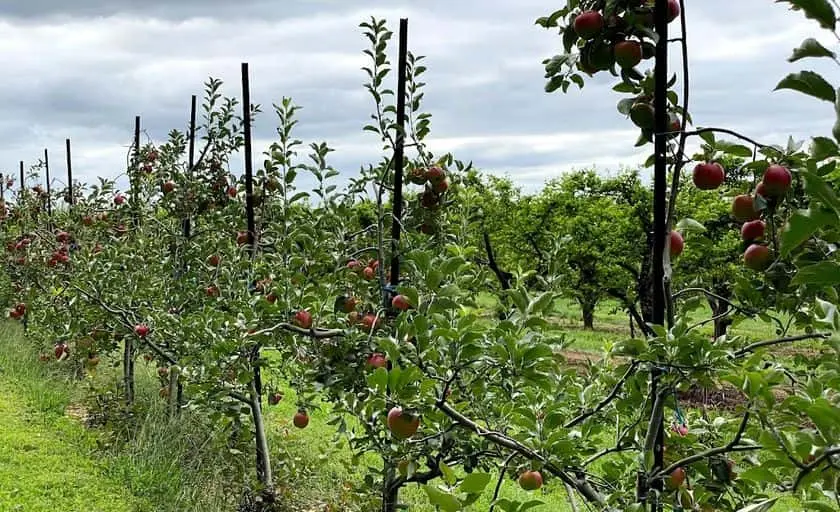 Photo of Strawberry Picking at Shaw Orchards White Hall, Maryland - 2