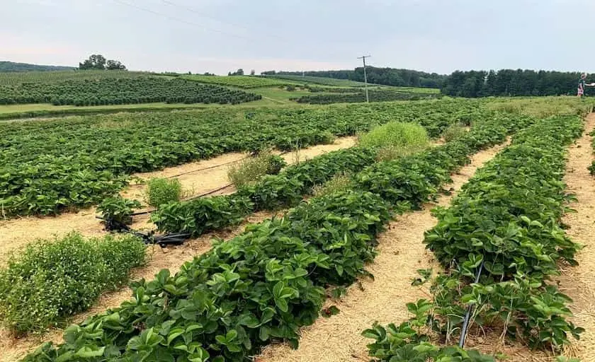 Photo of Strawberry Picking at Shaw Orchards White Hall, Maryland - 3