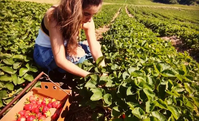 Photo of Strawberry Picking at Wold Strawberries Mabel, Minnesota