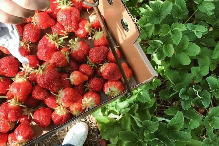representative photo for Strawberry Picking Farms in Mabel, Minnesota