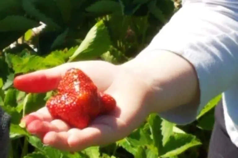 Photo of Strawberry Picking at Wold Strawberries Mabel, Minnesota - 3