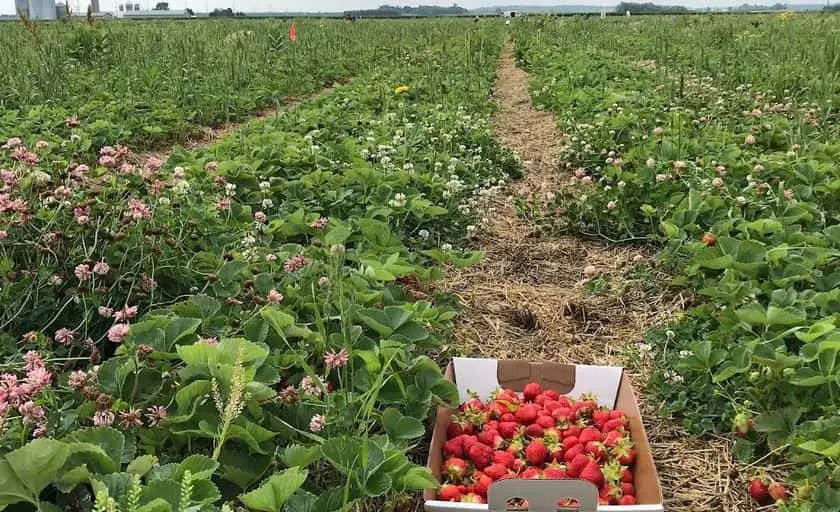 Photo of Strawberry Picking at Wyatt’s Strawberries & Asparagus Hastings, Minnesota