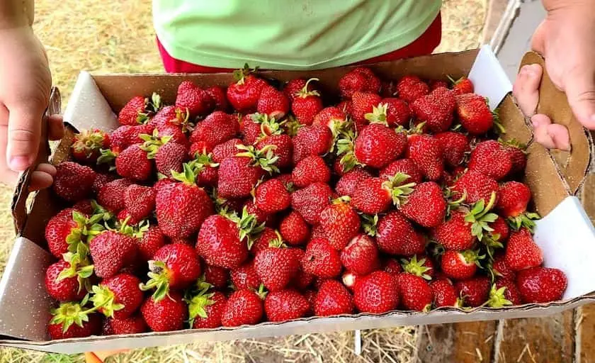 Photo of Strawberry Picking at Wyatt’s Strawberries & Asparagus Hastings, Minnesota - 2