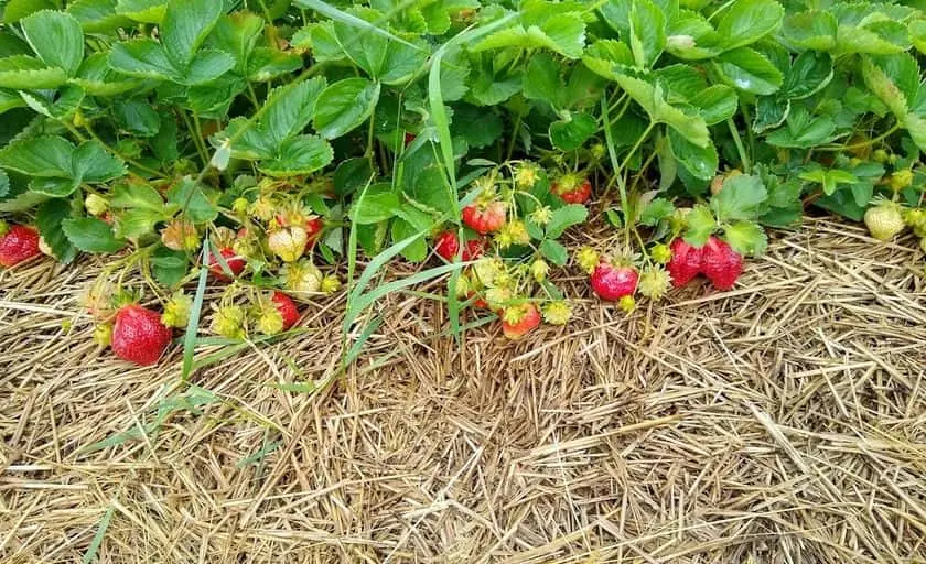 Photo of Strawberry Picking at Wyatt’s Strawberries & Asparagus Hastings, Minnesota - 3