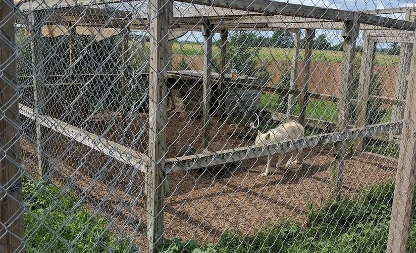 representative photo for Petting Zoos Farms in Belvidere, Illinois