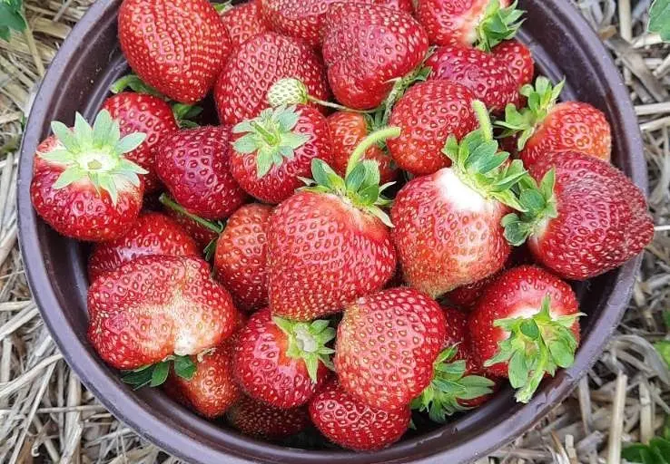 Photo of  Sun Berry Orchard Farm - Mundelein Mundelein, Illinois - 2
