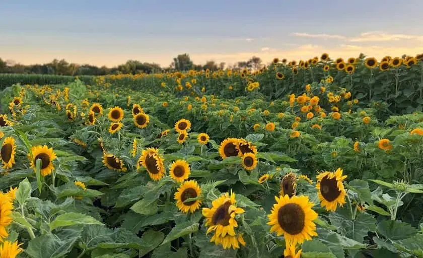 Photo of  Sun Berry Orchard Farm - Woodstock Woodstock, Illinois