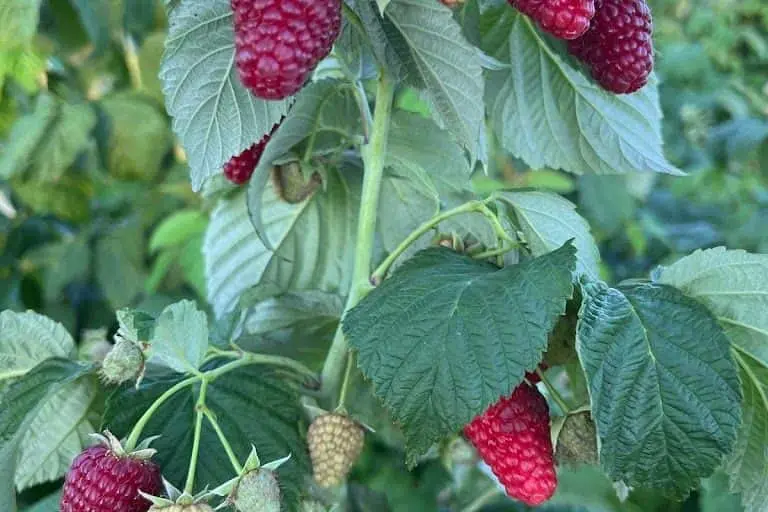 Photo of  Sun Berry Orchard Farm - Woodstock Woodstock, Illinois - 2