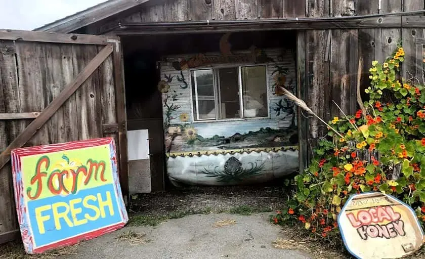 representative photo for Sunflower  Farms in  California