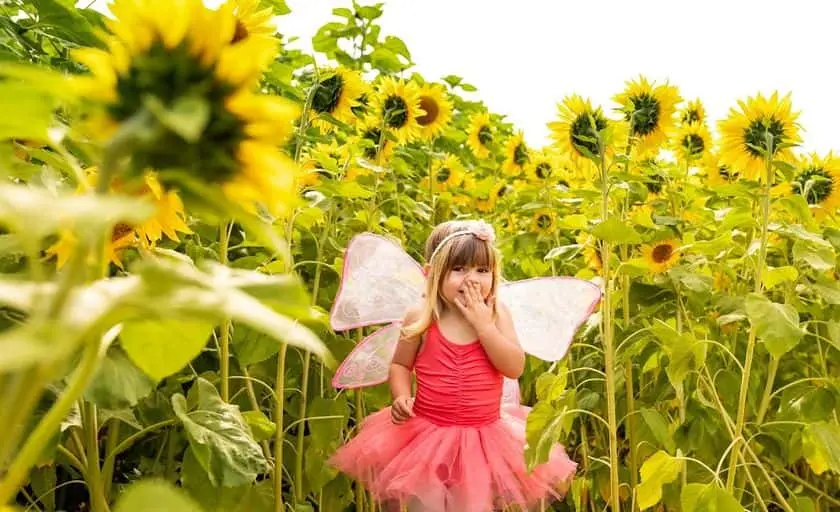 Photo of Sunflower  at Andreotti Family Farms Pumpkin Patch Half Moon Bay, California - 3