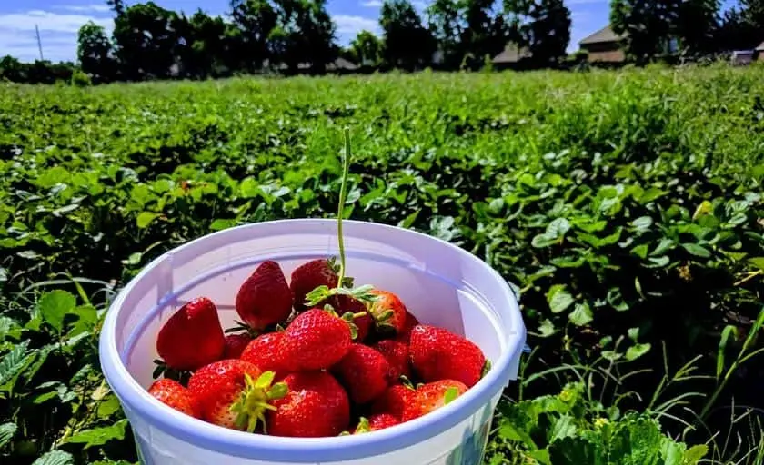 Atkinson Farms Spring Texas