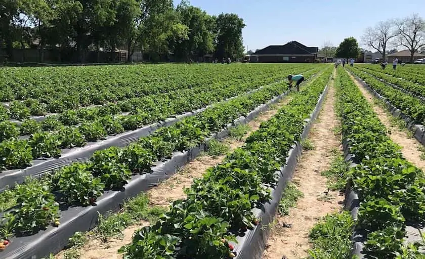 Photo of Sunflower  at Atkinson Farms Spring, Texas - 2