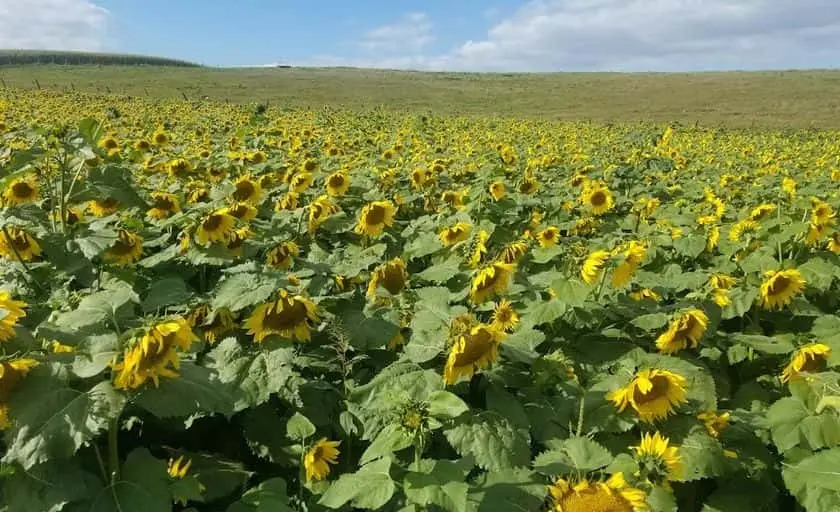 Photo of Sunflower  at Brand Farms Farmington, Minnesota