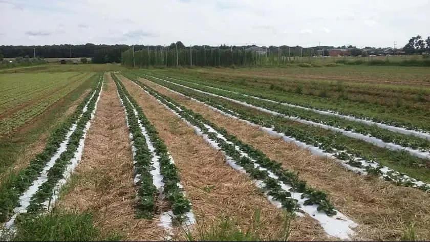 representative photo for Sunflower  Farms in  New York