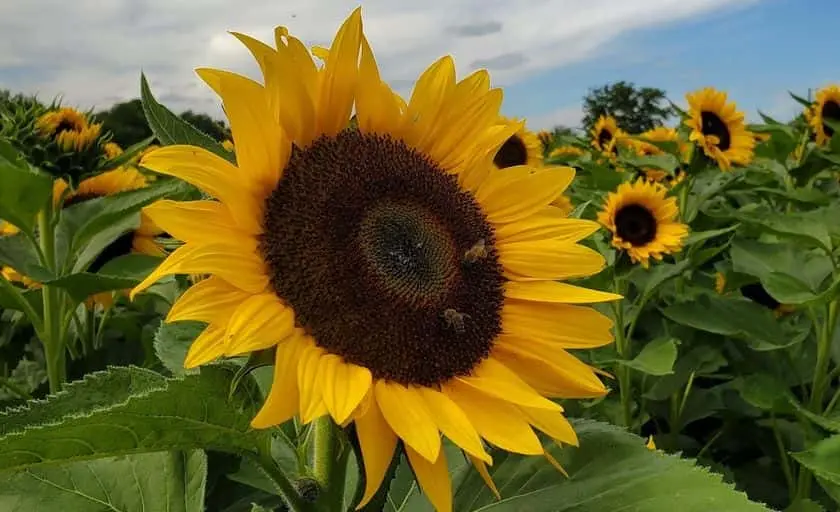 Photo of Sunflower  at Dalton Farm Swedesboro, New jersey - 3