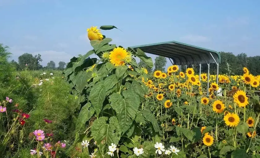 Photo of Sunflower  at DeBucks Sunflower Farm Belleville, Michigan - 2