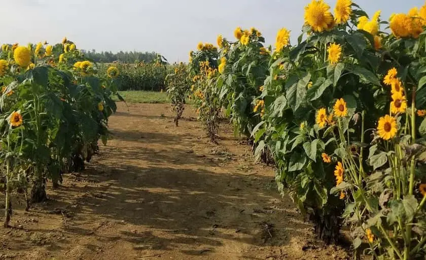 Photo of Sunflower  at DeBucks Sunflower Farm Belleville, Michigan - 3
