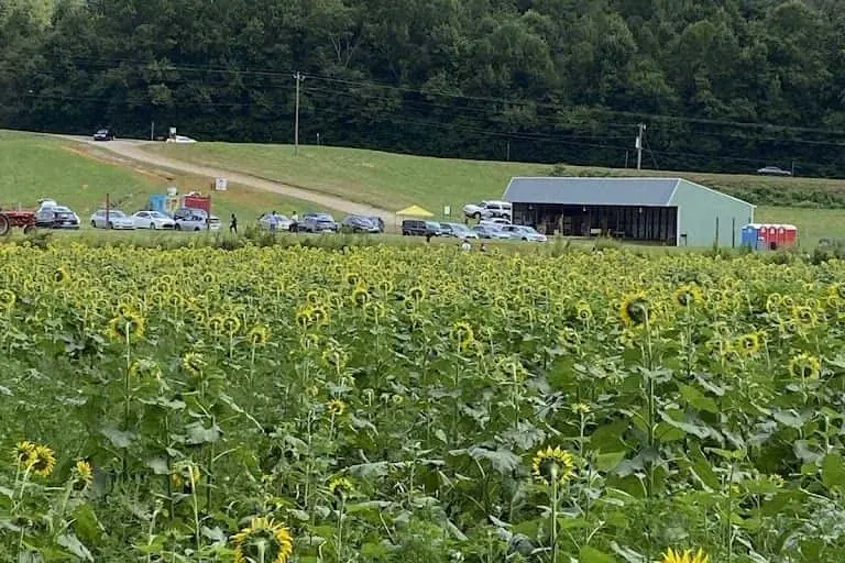 Photo of Sunflower  at Fausett Farms Sunflowers Dawsonville, Georgia