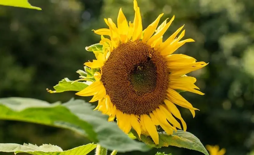 Photo of Sunflower  at Fausett Farms Sunflowers Dawsonville, Georgia - 3