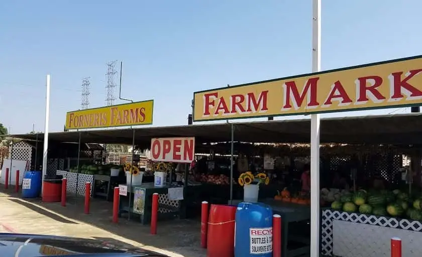 Photo of Sunflower  at Forneris Farms Mission Hills, California