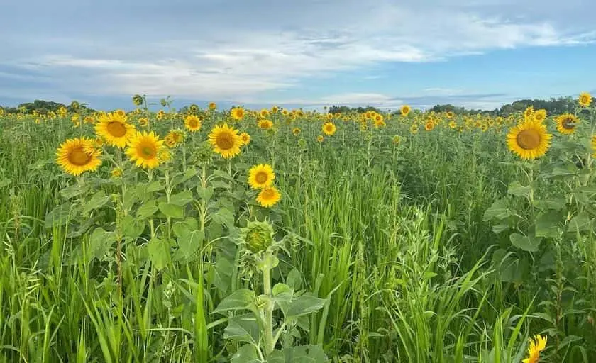 Photo of Sunflower  at Fresh Acres Corn Maze and Pumpkin Patch Monticello, Minnesota - 2