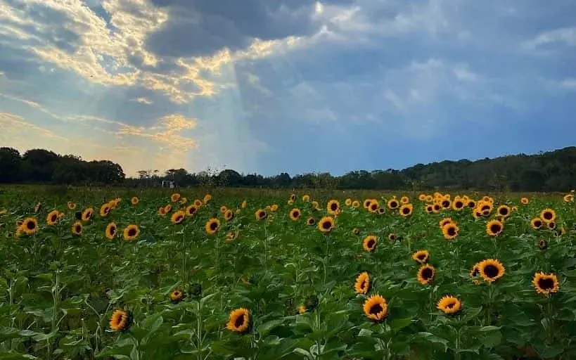 Photo of Sunflower  at GARDEN OF EVE ORGANIC FARM Riverhead, New york