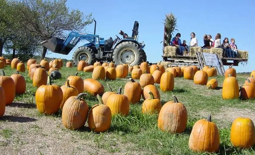 representative photo for Sunflower  Farms in Riverhead, New York