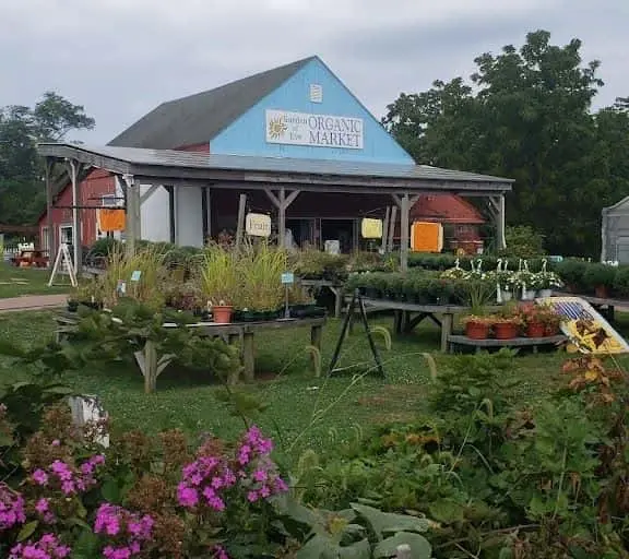 Photo of Sunflower at GARDEN OF EVE ORGANIC FARM Riverhead, New York - 3