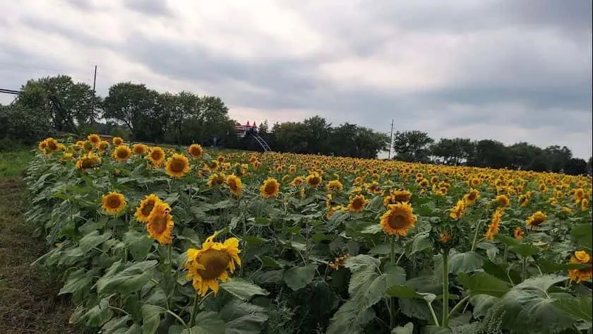 Photo of Sunflower  at Grandpa Tiny’s Farm Frankenmuth, Michigan - 3