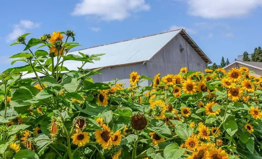 Photo of Sunflower  at Hana Field by Tanaka Farms Costa Mesa, California