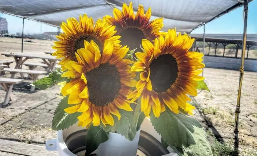 Photo of Sunflower  at Hana Field by Tanaka Farms Costa Mesa, California - 2