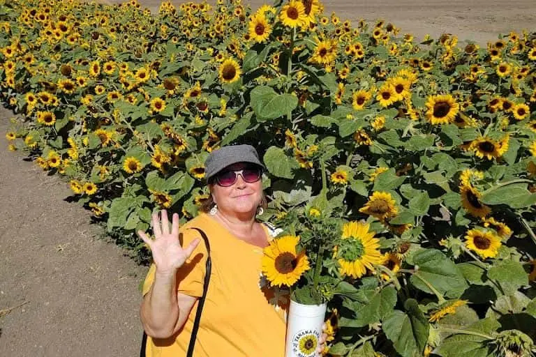 Photo of Sunflower  at Hana Field by Tanaka Farms Costa Mesa, California - 3