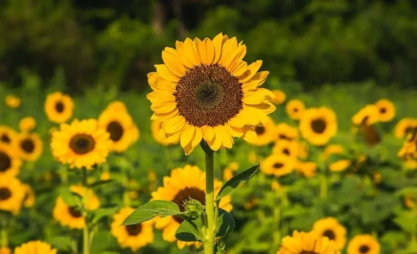 Photo of Sunflower  at Hopewell Sunflower Farm Cumming, Georgia