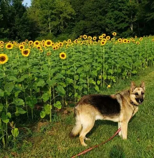 Photo of Sunflower  at Hopewell Sunflower Farm Cumming, Georgia - 3