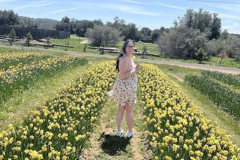 Photo of Sunflower  at Julian Farm and Orchard Santa Ysabel, California - 3