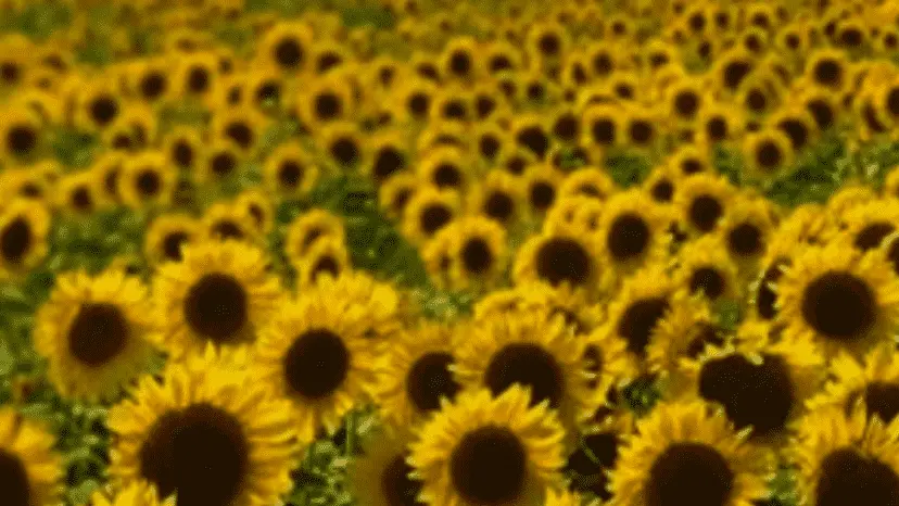 Photo of Sunflower  at North Fork Sunflower Farm Mattituck, New york