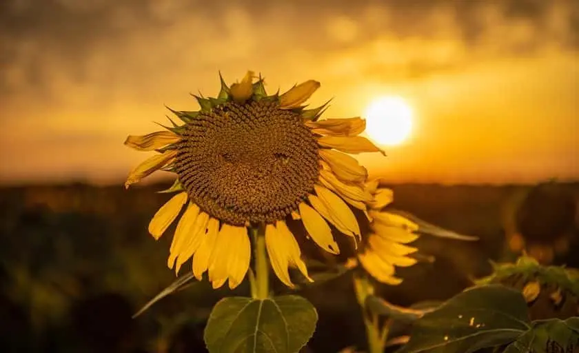 representative photo for Sunflower  Farms in Mattituck, New York