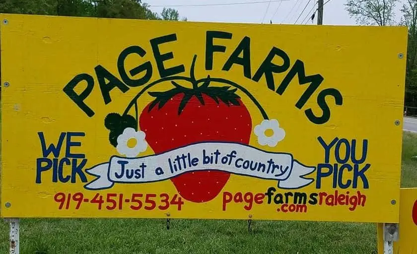 Photo of Sunflower  at Page Farms Raleigh, North carolina