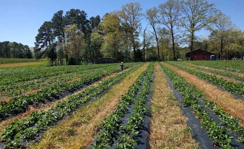 Photo of Sunflower  at Page Farms Raleigh, North carolina - 2