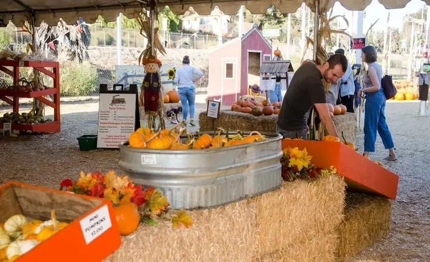 representative photo for Sunflower  Farms in Bonita, California