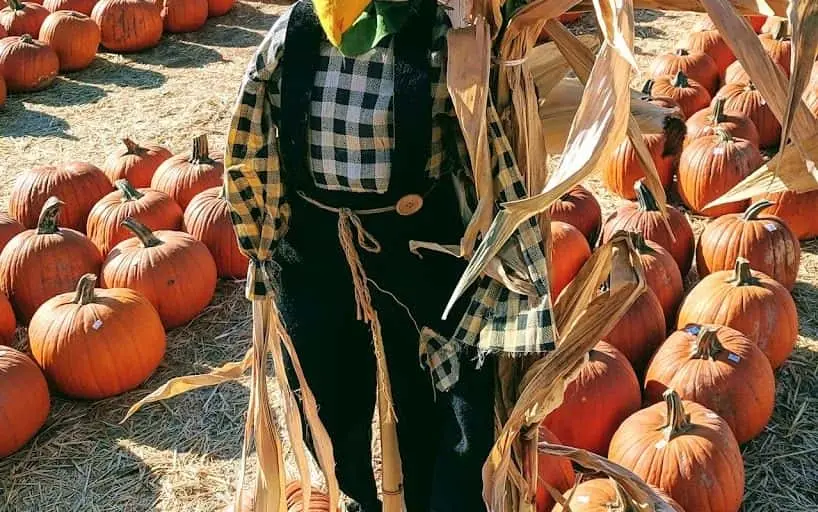 Photo of Sunflower  at Rancho Bernardo Pumpkin Farm Escondido, California - 3