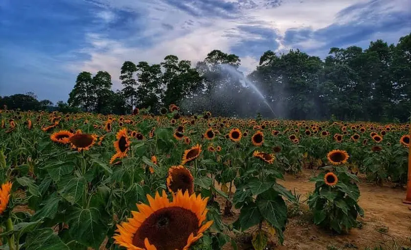 Photo of Sunflower  at Rottkamp’s Fox Hollow Farm Calverton, New york